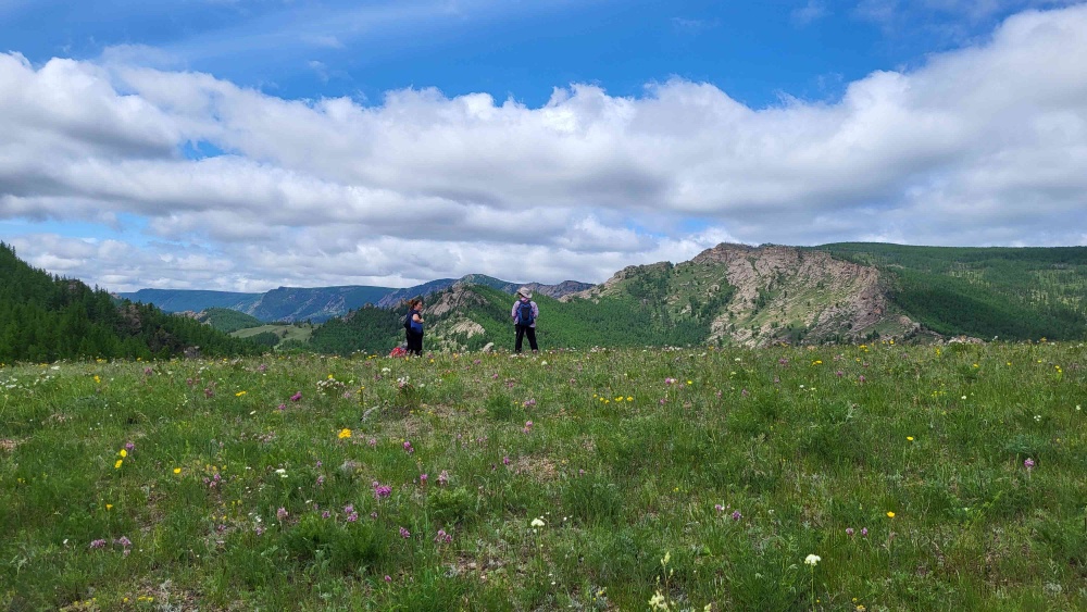 テレルジ国立公園・モンゴルオルレ（遊歩道）フラワーハイキングコースができています！(3) | Jiguur