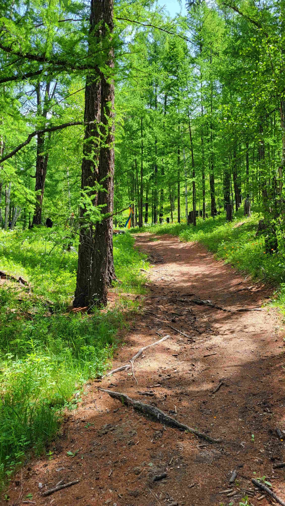 テレルジ国立公園・モンゴルオルレ（遊歩道）フラワーハイキングコースができています！(5) | Jiguur