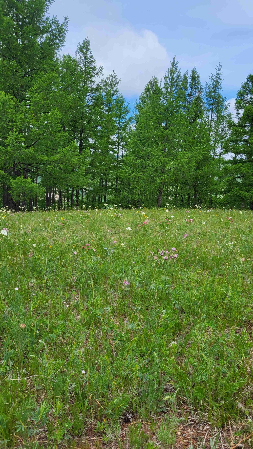 テレルジ国立公園・モンゴルオルレ（遊歩道）フラワーハイキングコースができています！(2) | Jiguur