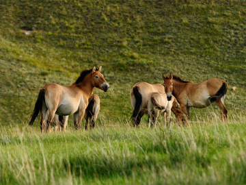 Khustai National Park 