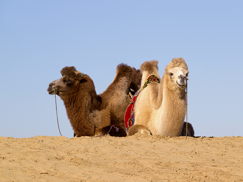 Camel festival (3) | Jiguur