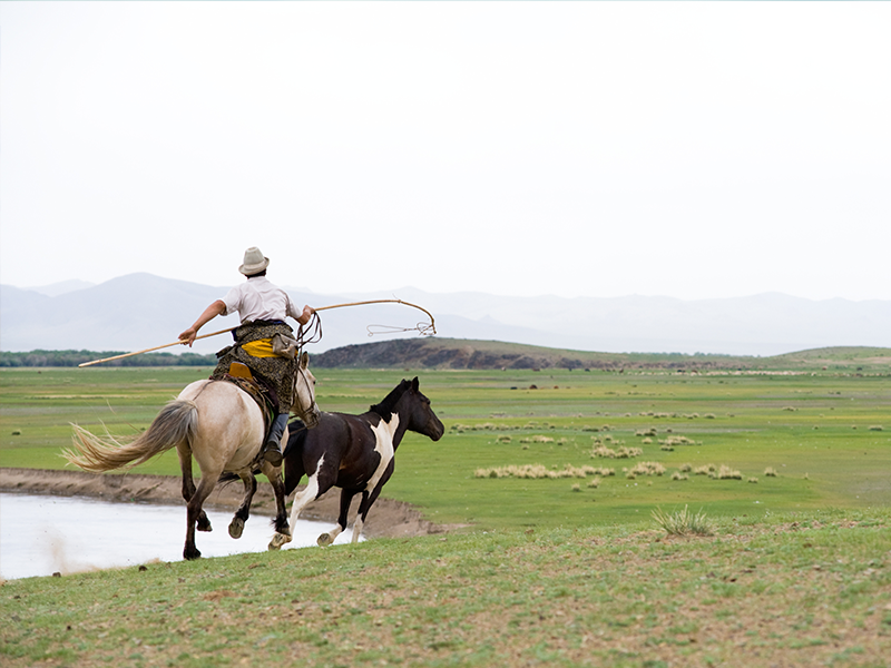 Horse festival 