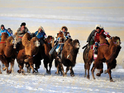 Camel festival  | Jiguur