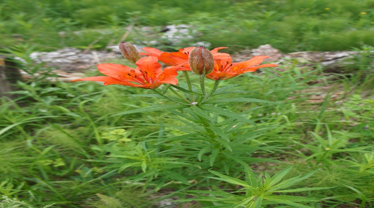 Flower hiking tour(3) | Jiguur