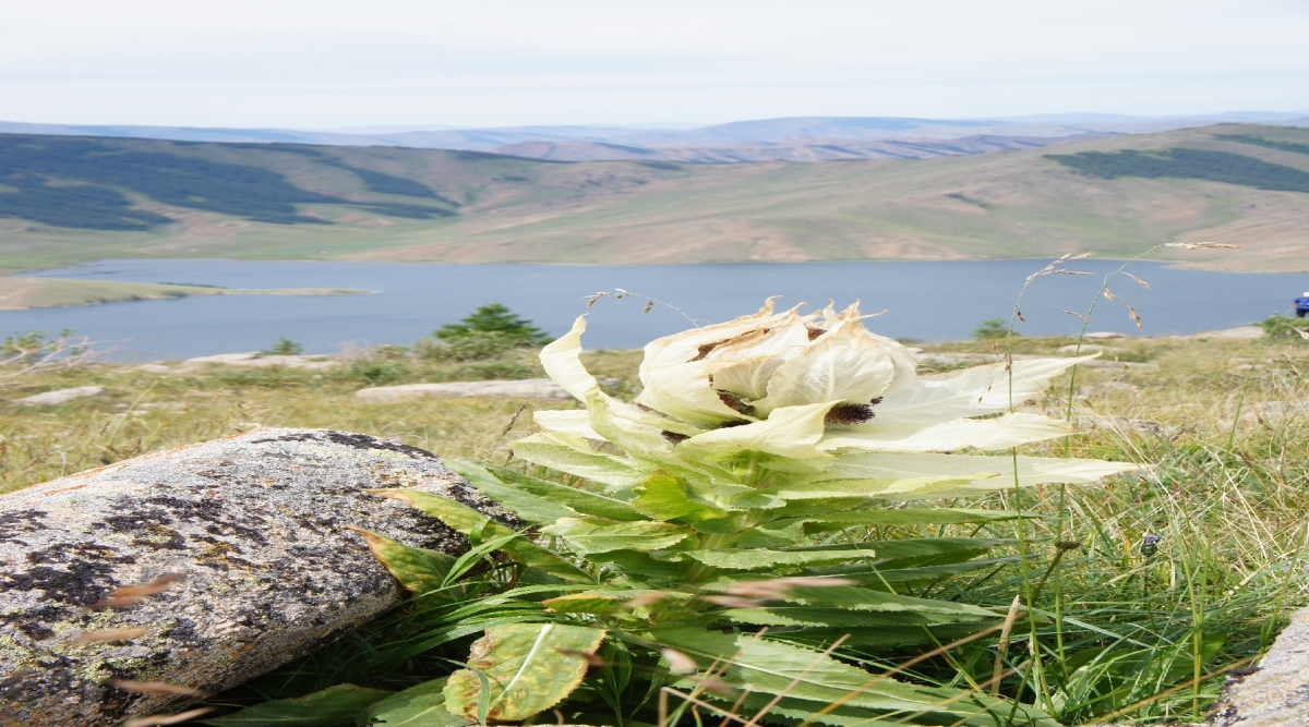 Flower hiking tour(4) | Jiguur